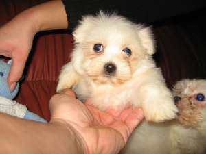 PUI DE CALITATE BICHON MALTESE TOY