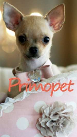 Chihuahua