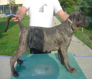Vand pui Cane Corso