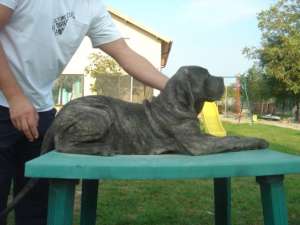 Vand pui Cane Corso