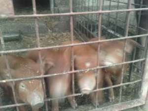 Purcei de rasa duroc