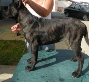 Vand pui Cane Corso
