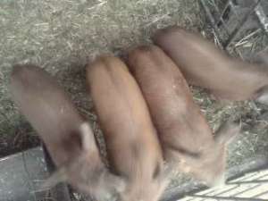 Purcei de rasa duroc