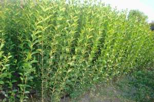 Ligustrum Ovalifolium (Lemn cainesc)