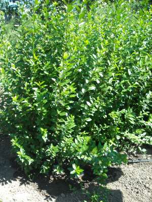 Ligustrum Ovalifolium (Lemn cainesc)