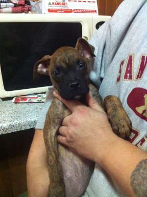 vand catelusa de boxer