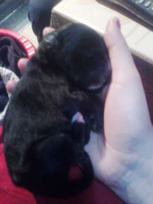 Vand pui Black-Retriever