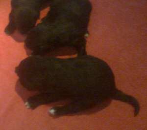 Vand pui Black-Retriever