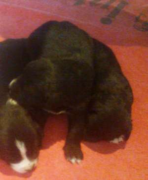 Vand pui Black-Retriever