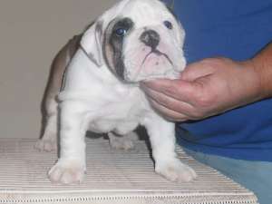 Vand pui Bulldog Englez cu pedigree