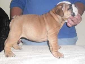 Vand pui Bulldog Englez cu pedigree