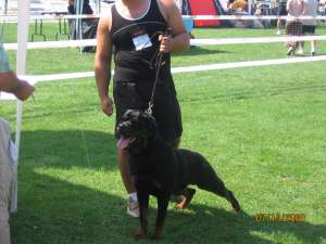 MASCUL ROTTWEILER APT DE MONTA