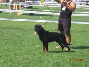 MASCUL ROTTWEILER APT DE MONTA