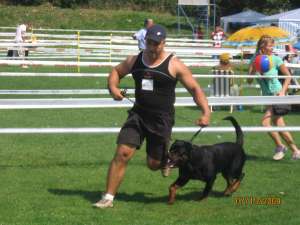 MASCUL ROTTWEILER APT DE MONTA
