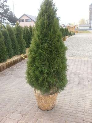 Tuia smarald plante ornamentale