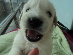 vand pui golden retriever