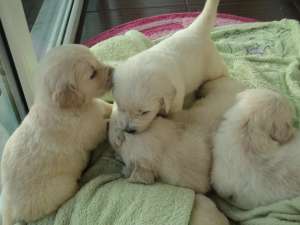 vand pui golden retriever