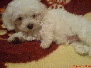 vand puiuti bichon