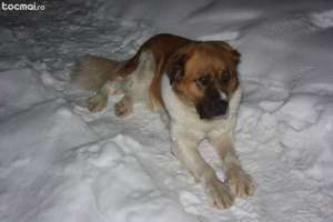 Vand catel Saint Bernard 2 ani