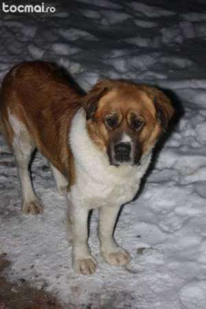 Vand catel Saint Bernard 2 ani