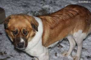 Vand catel Saint Bernard 2 ani