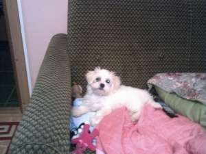 Bichon Maltez Ocazie