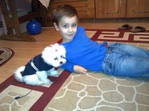 Bichon Maltez Ocazie