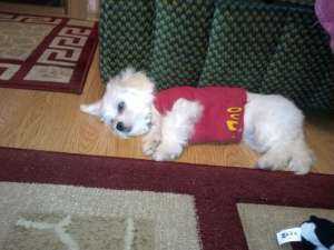 Bichon Maltez Ocazie