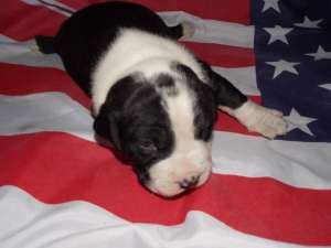 Masculi Amstaff NEGRI  cu pedigree