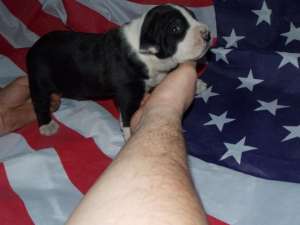 Masculi Amstaff NEGRI  cu pedigree