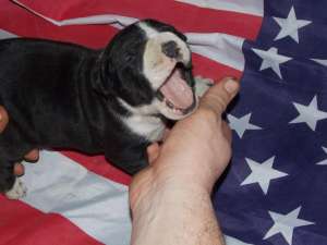 Masculi Amstaff NEGRI  cu pedigree