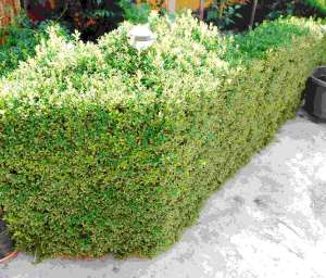 Vand Buxus Sempervirens