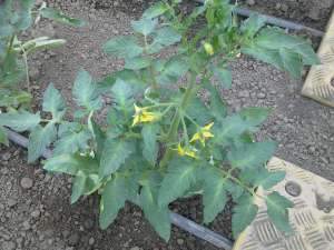 Producator de rasaduri de legume