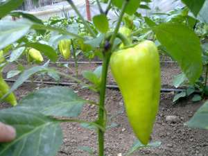 Producator de rasaduri de legume