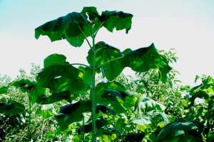 Vand plante ornamentale