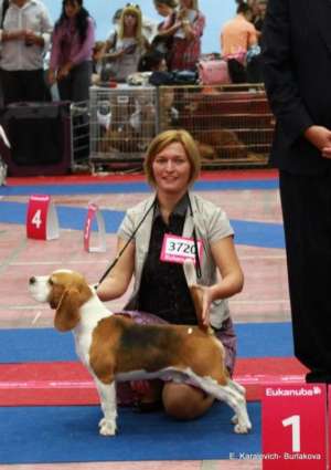 Montă mascul beagle Campion European