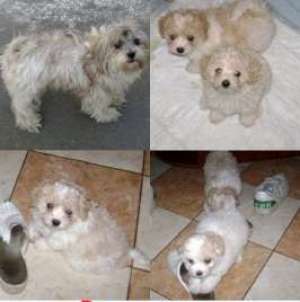 vand bichon havanese