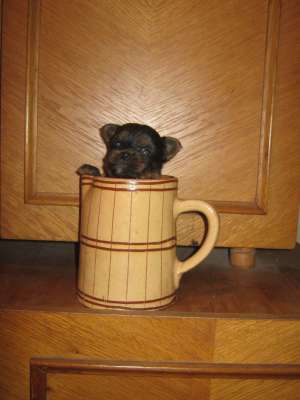 VAND YORKSHIRE TERRIER MINI