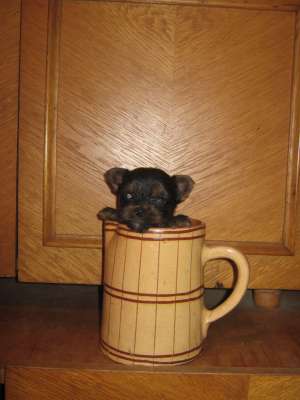 VAND YORKSHIRE TERRIER MINI