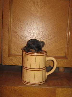 VAND YORKSHIRE TERRIER MINI