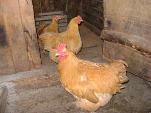 oua de orpington galben ,  wiandotte argintiu b h d .