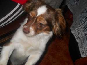 Cautam  un mascul pechinez pt imperecheat