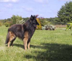 Vand pui Ciobanesc belgian Tervueren