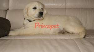 Vanzare catei Golden Retriever