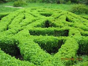 Vand  buxus  sempevirens  (cimisir sau merisor)  pentru  gard   viu
