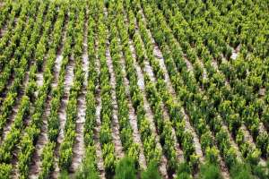 Vand  buxus  sempevirens  (cimisir sau merisor)  pentru  gard   viu