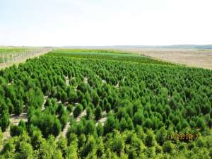 Vand  tuia (thuja) toate  varietatile :   smaragd  ,   aurea  ,   globosa  ,   holstrump  ,   plicat