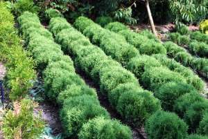 Vand  tuia (thuja) toate  varietatile :   smaragd  ,   aurea  ,   globosa  ,   holstrump  ,   plicat