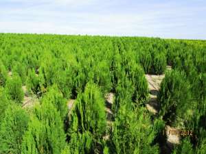Vand  tuia (thuja) toate  varietatile :   smaragd  ,   aurea  ,   globosa  ,   holstrump  ,   plicat