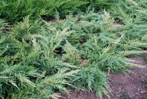 Vand  ienupar  (juniperus)  toate  soiurile  cu  diametru  intre 60 si 120 cm . din  pepiniera propr